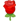 زهرة روز